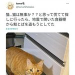 [웃픽] <b>지진</b>을 느낀 고양이의 행동