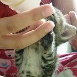건빵3개와 버려진 아기고양이 기억하세요?