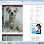 [강아지] 우리해리 <b>임시</b>보호해주셨던분 찾습니다