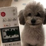 [웃픽] <b>주인</b> 한테 보여주려고 예술작품을 만든 댕댕이