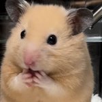 [19] 판에 자꾸 한남이 정치글 올리는 이유ㅠㅠ