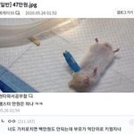 [웃픽] 47만원짜리 햄스터 <b>수술</b>