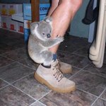 노<b>알라</b> 키우고 싶다