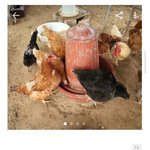 [웃픽] 묵은 <b>쌀</b>, 벌레먹은 <b>쌀</b>을 구하는 이유