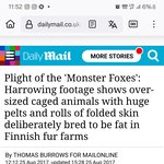 [댓글부탁해] 인간들의 털욕심으로 인해 초고도비만 된 여우