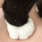 참 잘했어요 고양이 <b>발도장</b>