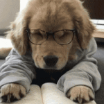 [하고싶은말] 졸려<b>zZ</b>