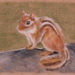 [어케생각해] 취미로 그린 <b>다람쥐</b> 그림