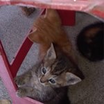 <b>생후</b> 1달된 고양이