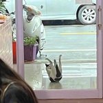 [웃픽] <b>빗길</b>에 넘어진 고양이