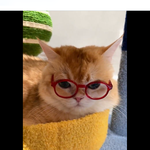 [레이] <b>베리</b>레드톡)