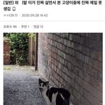 [웃픽] 살면서 본 고양이 중에 <b>제일</b> 못생김