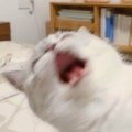 카트드리프트 와 섭<b>종안</b>함? ㅋ