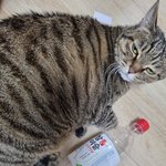 건빵 3개와 버려진 아기고양이