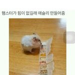 [웃픽] 햄스터 전용 <b>애슐리</b>