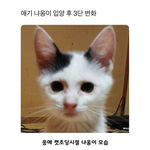 [쓰담쓰담] 아기고양이의 3단 진화