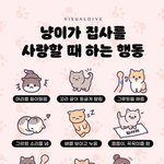 냥이가 <b>집사</b>를 사랑할때 하는 행동