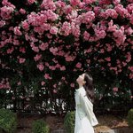 “장미를 올려다본 순간”…홍화연, 햇살 아래→여름 감성 폭발