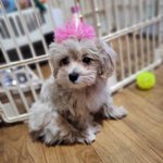 [강아지] 울집 강쥐 <b>야기</b>때