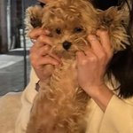 [늙은년한테] 붙들려있는 새끼강아지가 불쌍해