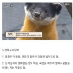 [웃픽] 현재 대한민국 생태계 1티어 <b>생물</b>.jpg