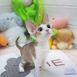 <b>품종묘</b>가 진짜 이쁘긴하다