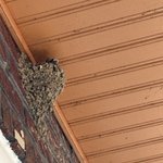 우리집에 <b>제비</b>가 집 지어서 새끼 낳았는데