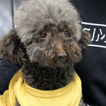 싫어하는 푸들 '루비'와 오빠 '호겸'의 친해지길 바라 (TV<b>동물</b>농장)