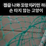 솔직히 이것도 고양이 학대아님?