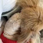 [드루와] 단톡에 강아지 사진 꾸준히 올리면 빡<b>침</b>?