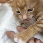 신시아 ㅈㄴ<b>불쌍</b>함