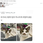 [고양이] 친구네 고양이 입이 지나치게 귀여움