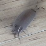 [댓글부탁해] (<b>벌레</b> 사진 주의) 이 <b>벌레</b> 이름 알아?