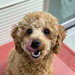 <b>울집</b> 강쥐 개웃김ㅋㅋ