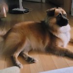 <b>자러</b>가자 개야