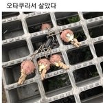 [웃픽] <b>은혜</b> 갚은 피규어~