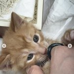 <b>뒷북</b>으로 신시아 인스타 찾아보다가