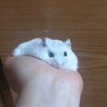 [이것좀봐줘] 우리집 <b>햄스터</b> 보고 가