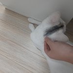 (고양이를 찾습니다.) <b>전라남도</b> 광주 서구