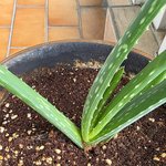 [댓글부탁해] <b>화분</b> 속, 이 버섯 뭐예요?