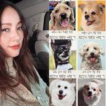 유기견 임보 나선다…"우리 강아지 엄마들, 함께합시다" <b>독려</b>