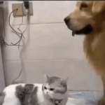 <b>등치</b>는 큰게