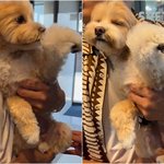 덜덜..한예슬, 반려견 <b>낙상</b>사고 충격 "어떻게 해야 하나요"...