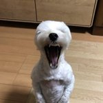 [댓글부탁해] 나같은 <b>얼빠</b>잇냐 ???????