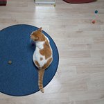 나의 동거묘 도칠이 2025년 6월 여름 <b>일상들</b>..