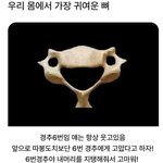 우리 몸에서 제일 귀여운 뼈.<b>jpg</b>