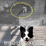 [댓글부탁해] 이거봄?강아지 총맞았대