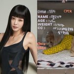 한예슬 남편에 안겨 덜덜 떨던 반려견…호텔링 대참사 후 "수술...