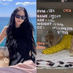 한예슬, 반려견 추락에 <b>CCTV</b> 돌렸다…"전 직원 실수 확인"