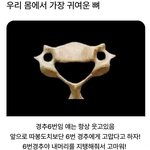 [웃픽] 우리몸에서 <b>가장</b> 귀엽다고 하는 뼈